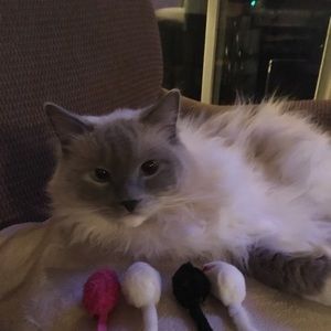 Meet your Posher, Deb